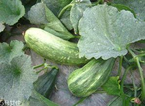 细瓜怎么吃,探索美味新境界