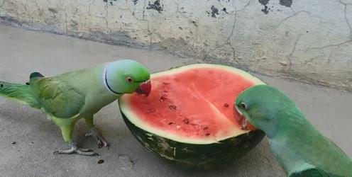 喂朋友吃瓜,喂朋友吃瓜的美好时光  第3张