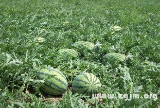 梦见摘山瓜吃,摘山瓜食的奇幻体验  第2张