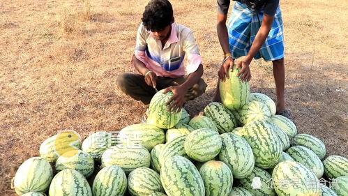 梦见摘山瓜吃,摘山瓜食的奇幻体验  第3张