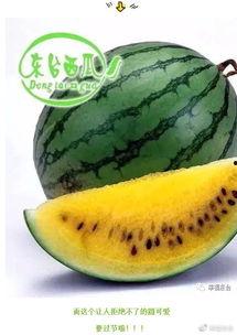 吃瓜速度是多少,瓜速惊人!揭秘吃瓜群众的消化速度 第1张 吃瓜速度是多少,瓜速惊人!揭秘吃瓜群众的消化速度 第1张