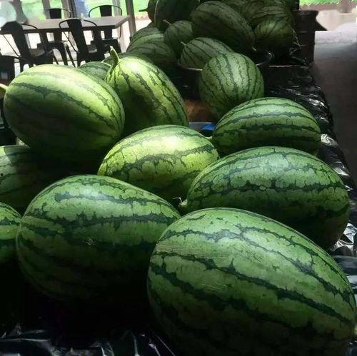 吃瓜速度是多少,瓜速惊人!揭秘吃瓜群众的消化速度 第3张 吃瓜速度是多少,瓜速惊人!揭秘吃瓜群众的消化速度 第3张