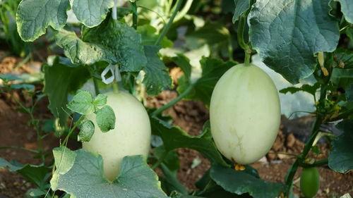 极品诗带你吃瓜,跟随极品诗篇探寻美食之旅 第3张 极品诗带你吃瓜,跟随极品诗篇探寻美食之旅 第3张