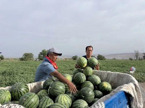 银西公园吃瓜  第2张