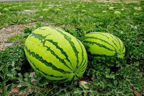 大布衫子吃瓜,揭秘娱乐圈幕后故事  第2张