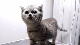 吃瓜喵的日常,揭秘娱乐圈那些事儿