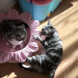 吃瓜喵的日常,揭秘娱乐圈那些事儿 第2张 吃瓜喵的日常,揭秘娱乐圈那些事儿 第2张