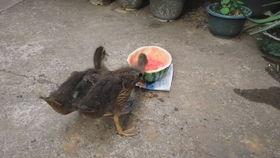 吃瓜小鸭子,吃瓜小鸭子的趣味生活揭秘  第2张