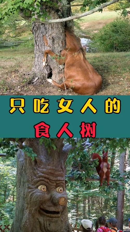 奇闻异事吃瓜网,吃瓜网带你探索神秘世界  第3张