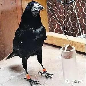 乌鸦吃瓜的视频,智慧食趣一幕  第3张