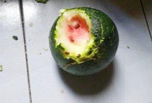 涅普吃瓜 瓜 第2张 涅普吃瓜 瓜 第2张