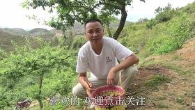 桂哥的吃瓜,揭秘娱乐圈幕后故事