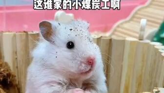 娱乐吃瓜酱鼠,揭秘娱乐圈那些不为人知的幕后故事  第2张