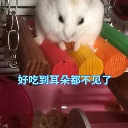 娱乐吃瓜酱鼠,揭秘娱乐圈那些不为人知的幕后故事  第3张