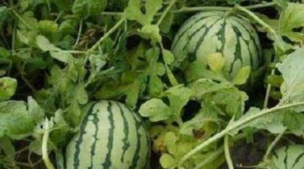 落九川说吃瓜,揭秘娱乐圈的甜蜜与苦涩  第2张