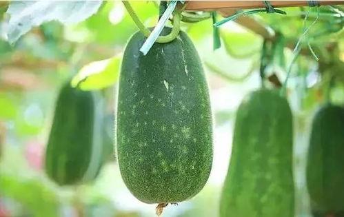 落九川说吃瓜,揭秘娱乐圈的甜蜜与苦涩  第3张