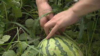 吃瓜不如吃西瓜什么意思,吃瓜不如吃西瓜，尽享清凉美味时光  第1张