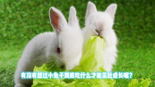 吃兔瓜,传统美食的现代演绎  第2张