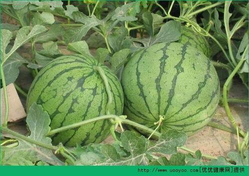 吃瓜吃到什么程度,揭秘吃瓜艺术的极致境界 第2张 吃瓜吃到什么程度,揭秘吃瓜艺术的极致境界 第2张