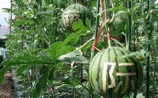 雨酱吃瓜  第2张