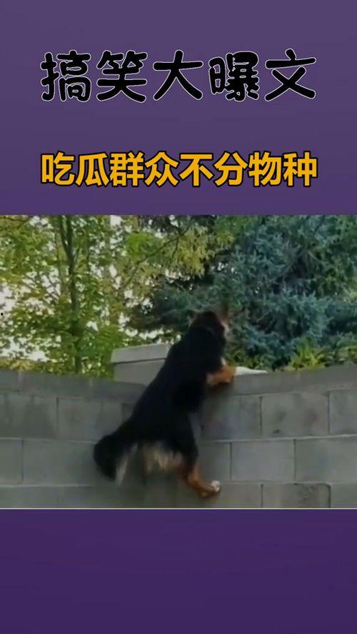 果然吃瓜群众不分物种