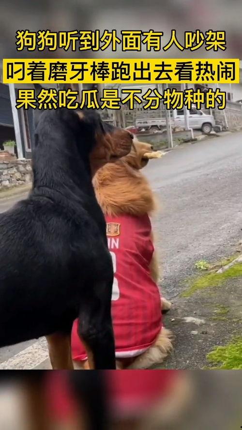 果然吃瓜群众不分物种  第2张