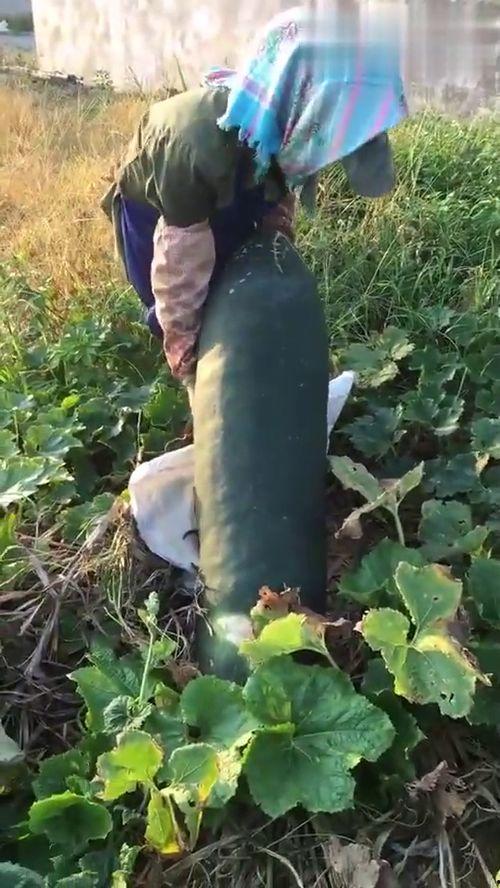 什么烂瓜都吃,品味生活的酸甜苦辣  第3张