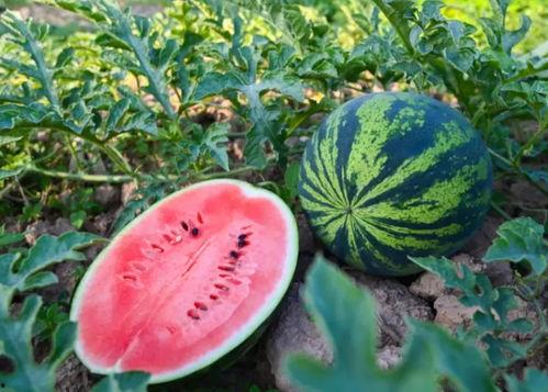 夏天来了怎么吃瓜,缤纷吃瓜指南  第2张