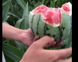 吃花蜜瓜的功效,天然滋养,健康生活新选择