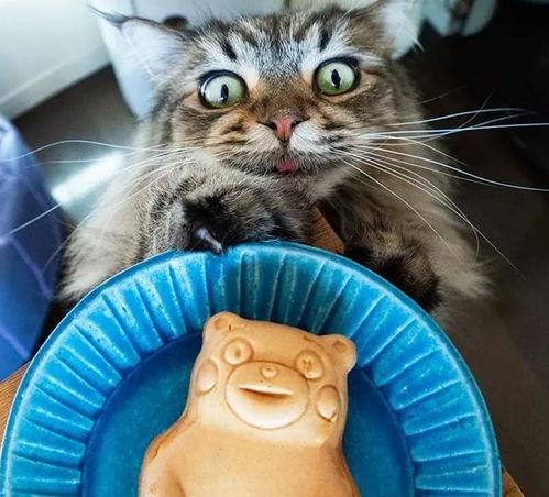 吃瓜的布丁喵,揭秘娱乐圈那些事儿