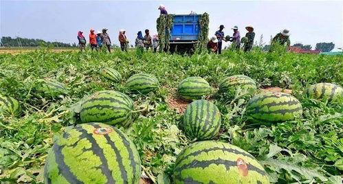 邯郸河北铺吃瓜视频,一场吃瓜盛宴背后的故事