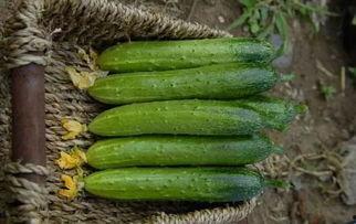 布子瓜怎么吃,解锁美味新体验