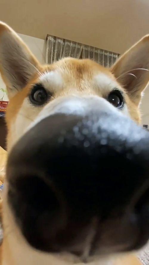 狗头吃瓜抠鼻,趣味瞬间捕捉