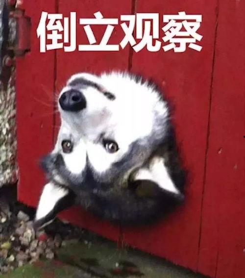 吃瓜 狗 表情包,趣味横生的网络文化现象