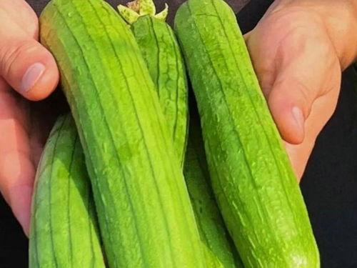 伏天吃瓜吃的是什么瓜,探寻伏天必吃的清凉瓜果