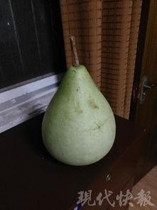 吃自家种的瓜,自家种瓜的甜蜜生活