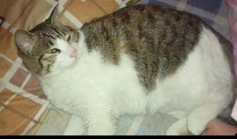 猫咪为啥吃瓜,揭秘瓜类对猫咪的诱惑