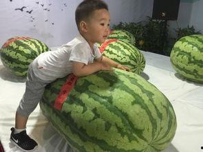 清河吃瓜事件,一场网络舆论的风暴与反思