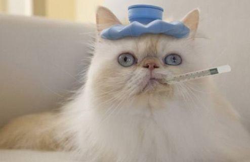 猫咪吃角瓜,揭秘猫咪的独特美食之旅