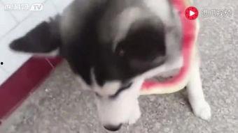 萌猫吃瓜治愈日常,治愈日常，温馨陪伴