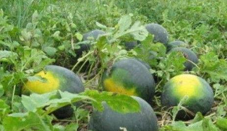 野吃瓜,揭秘娱乐圈背后的那些事儿