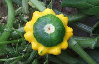 飞碟瓜能直接吃吗,可直接食用的神奇果实揭秘