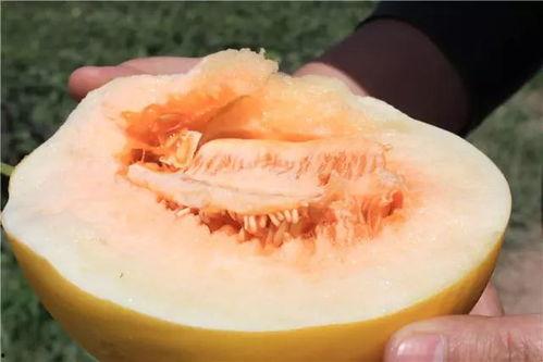 吃隔夜蜜瓜死亡,食品安全警钟长鸣