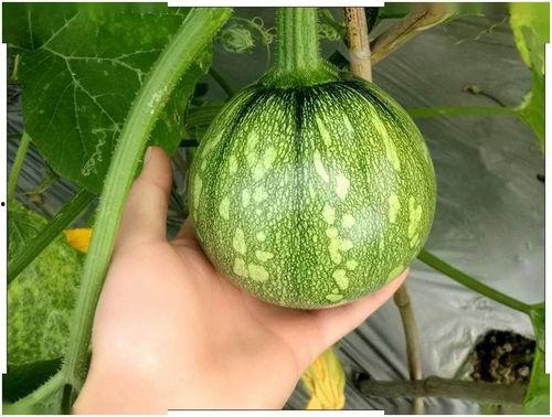 小娅吃瓜,揭秘娱乐圈那些不为人知的幕后故事