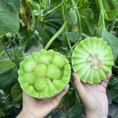 吃瓜小果子,吃瓜小果子的趣味生活点滴