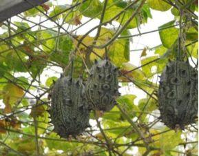 孕妇可以吃刺角瓜怎么吃,刺角瓜的多样食用方法