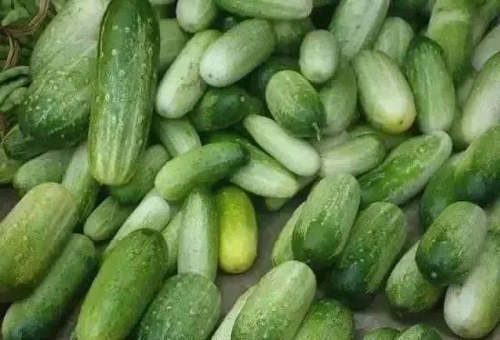 做梦梦到吃烧瓜,烧瓜美食之旅