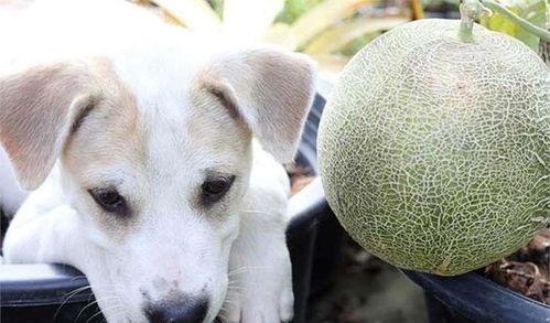 狗可以吃哈密瓜么,哈密瓜，狗狗的夏日美味吗？