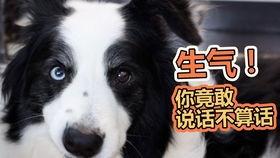 吃瓜蹬狗,揭秘娱乐圈的忠诚与背叛