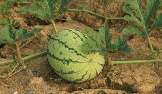 开车吃路边瓜,一场独特的路边美食体验